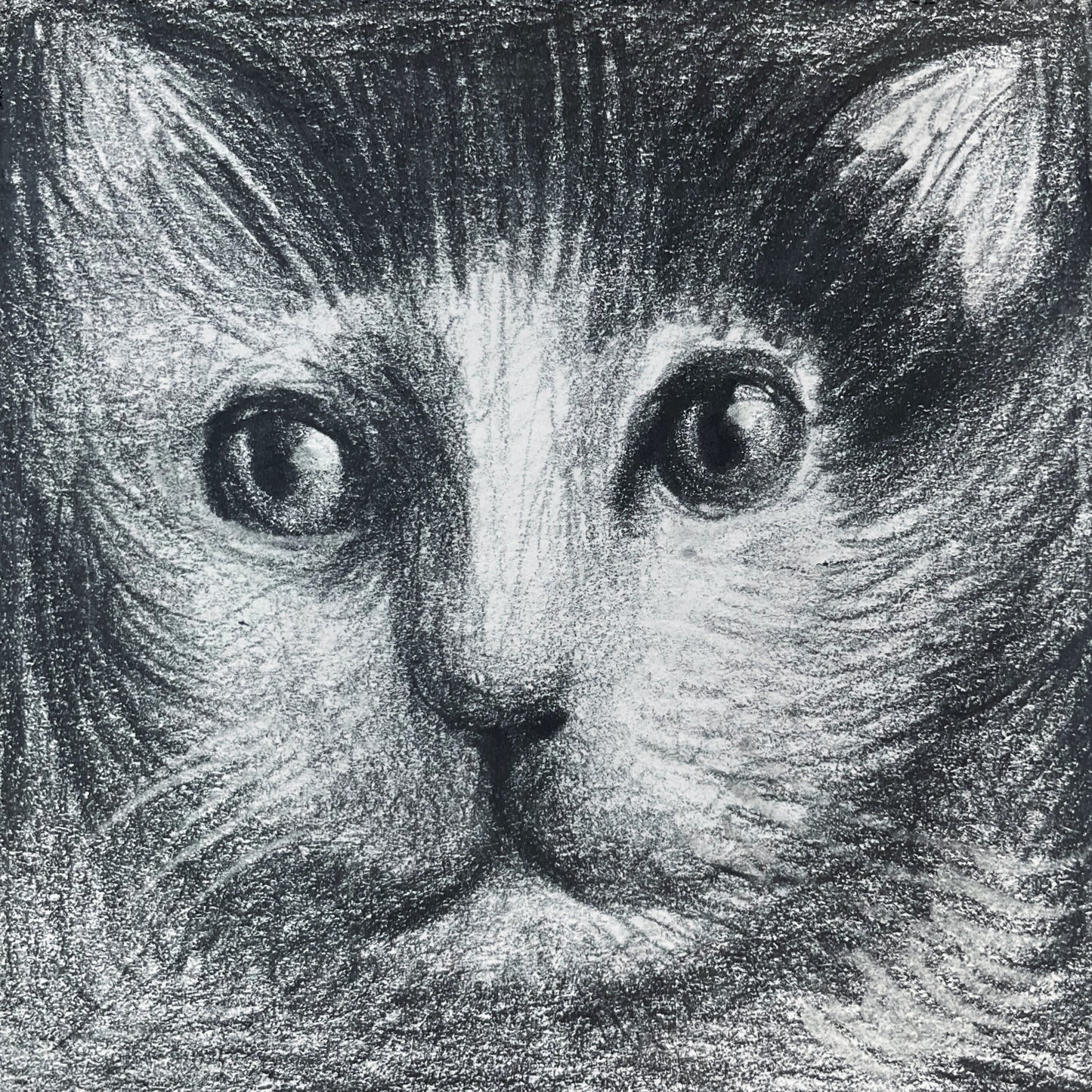 Mini Cat 004