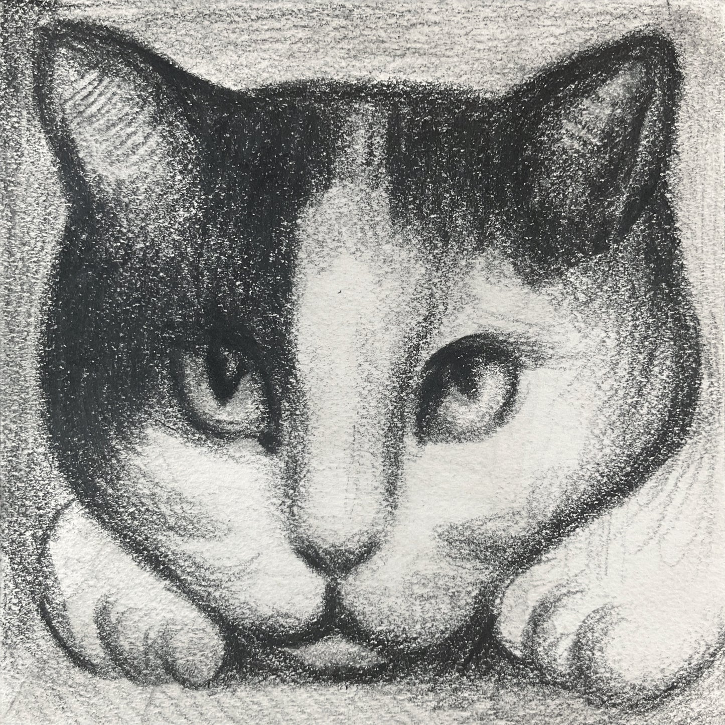 Mini Cat 008
