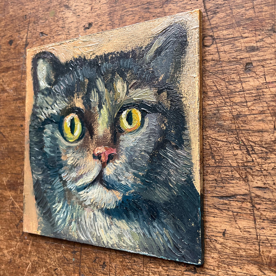 Mini Cat, Blue Tabby