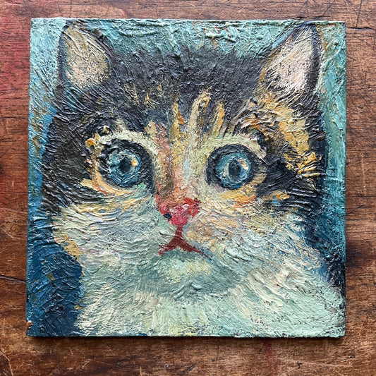 Tabby Kitten