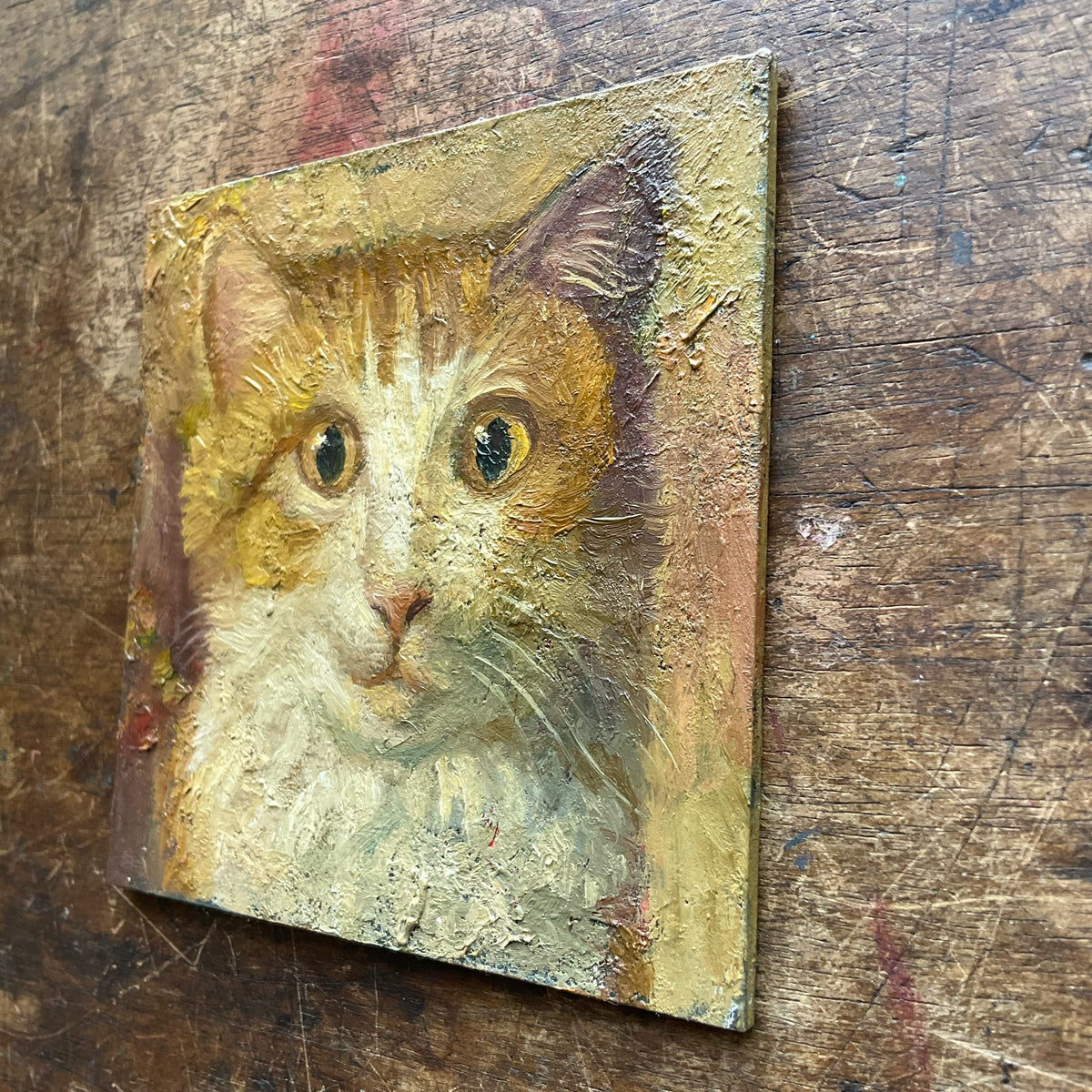 Yellow and White Cat