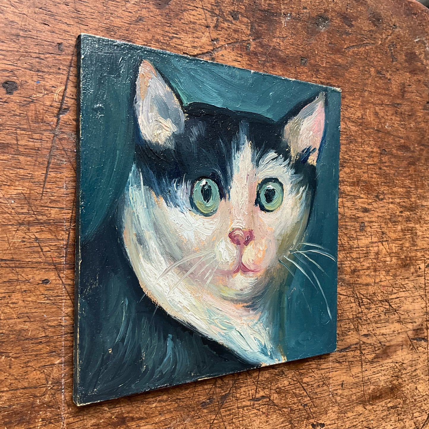 Mini Cat, Tuxedo Blue Eyes