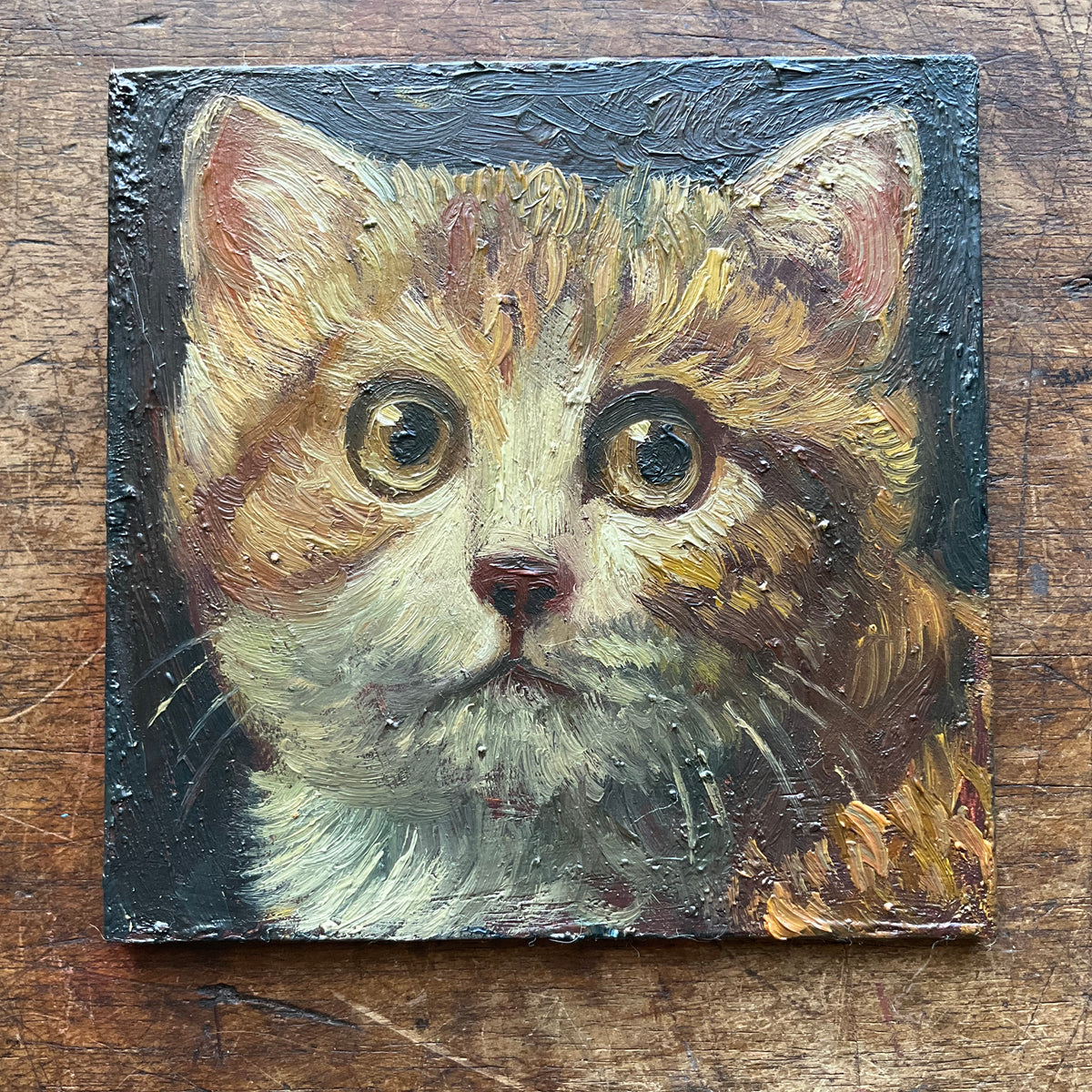 Orange and White Kitten