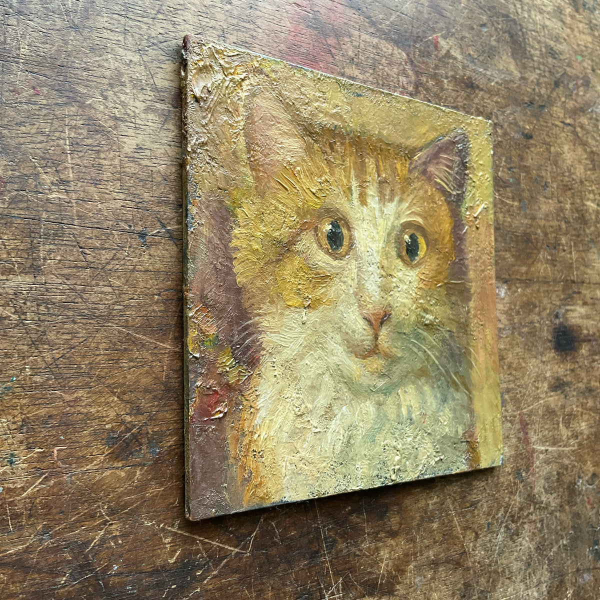 Yellow and White Cat