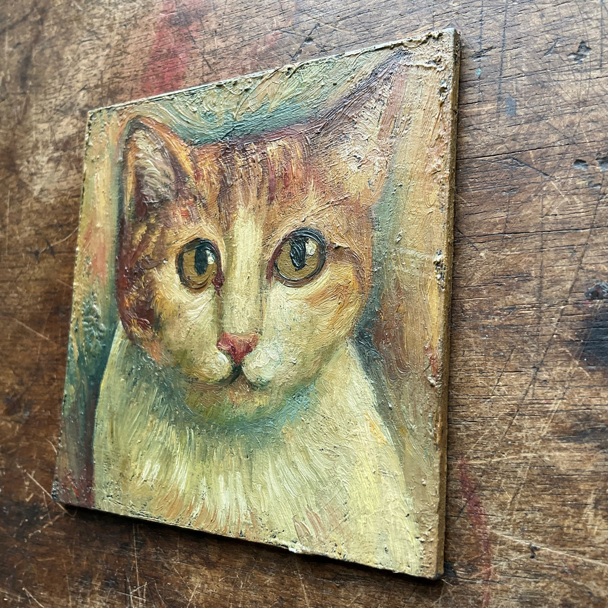 White and Orange Cat