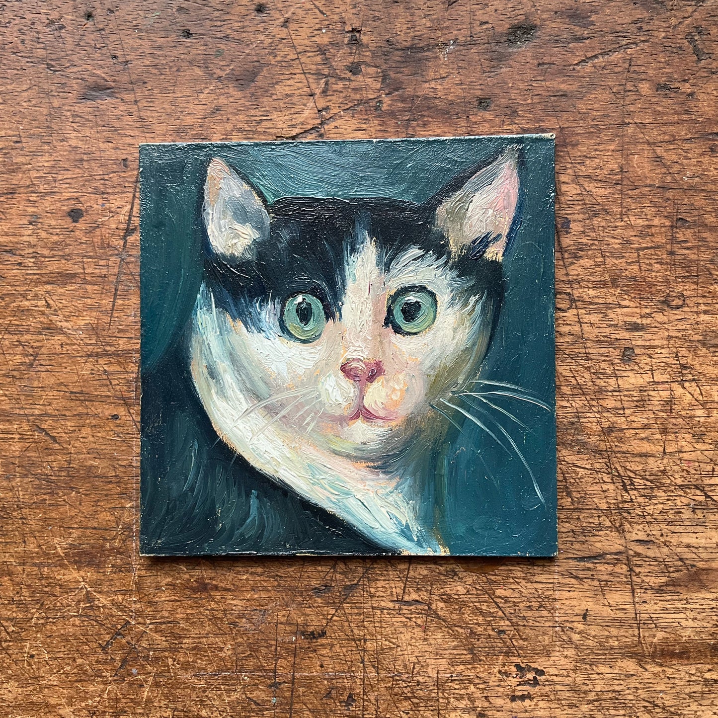 Mini Cat, Tuxedo Blue Eyes