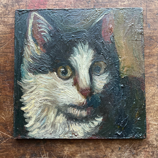 Black and White Cat Looking to the Side