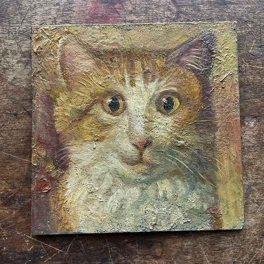 Yellow and White Cat