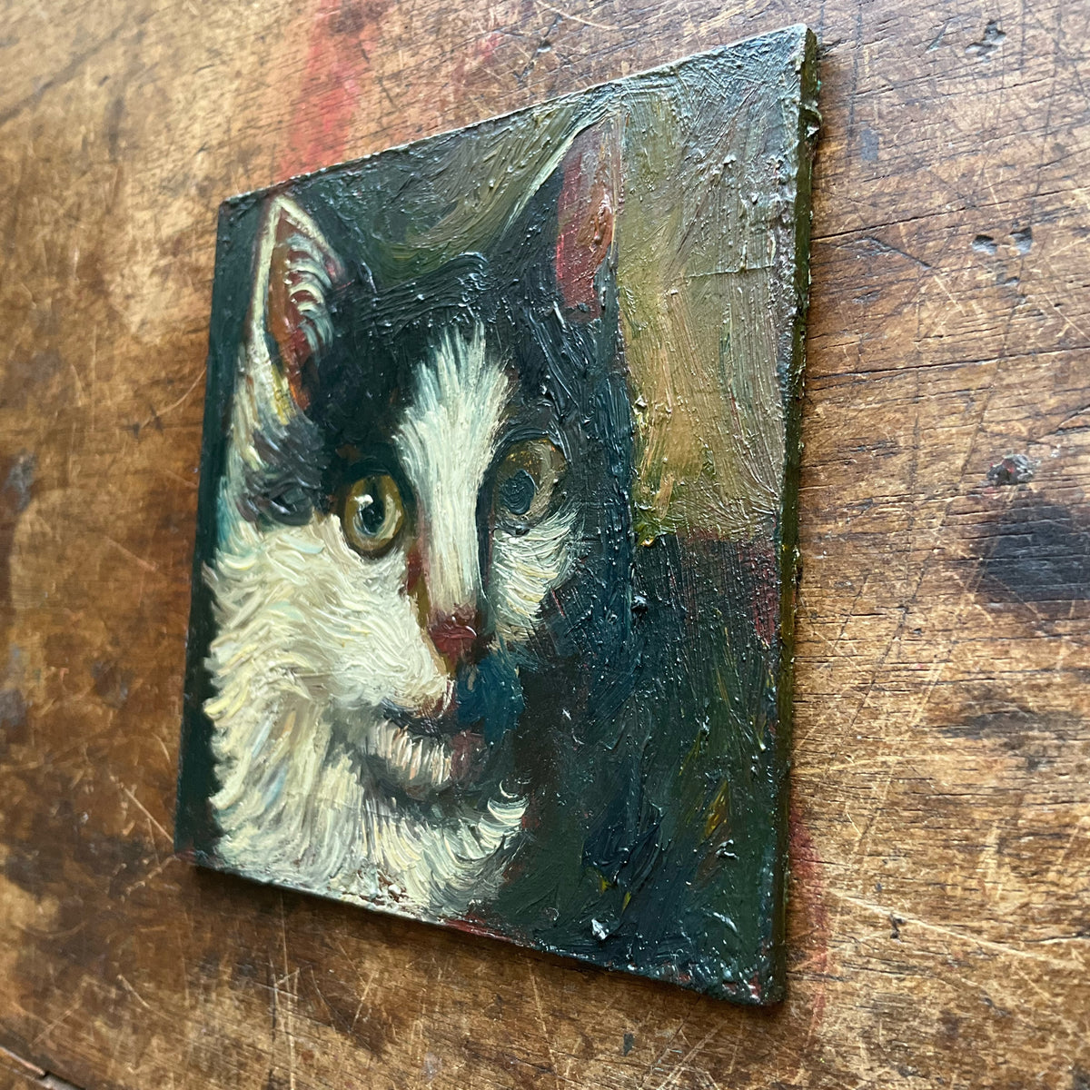 Black and White Cat Looking to the Side