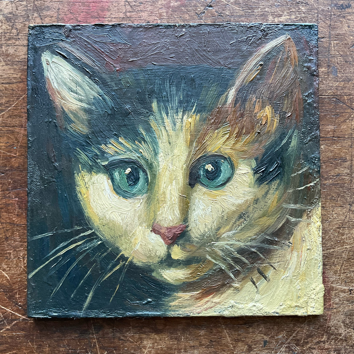 Calico Cat