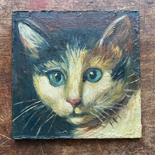 Calico Cat