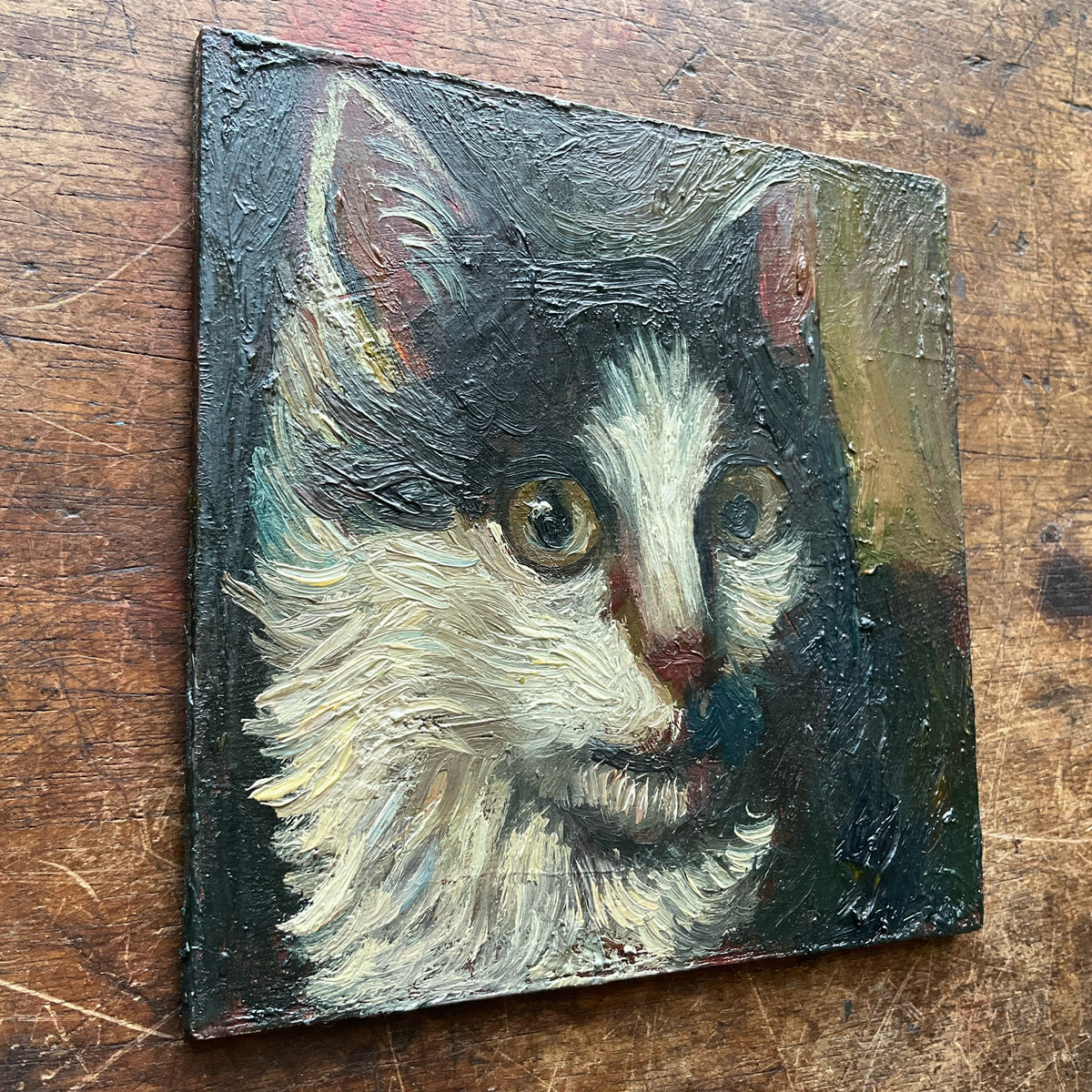 Black and White Cat Looking to the Side