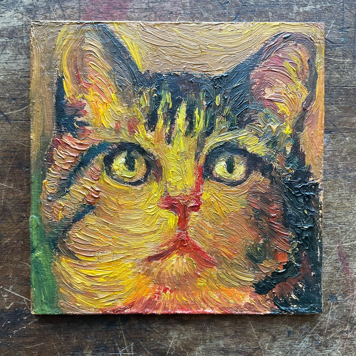 Tabby Ca, Yellow and Red