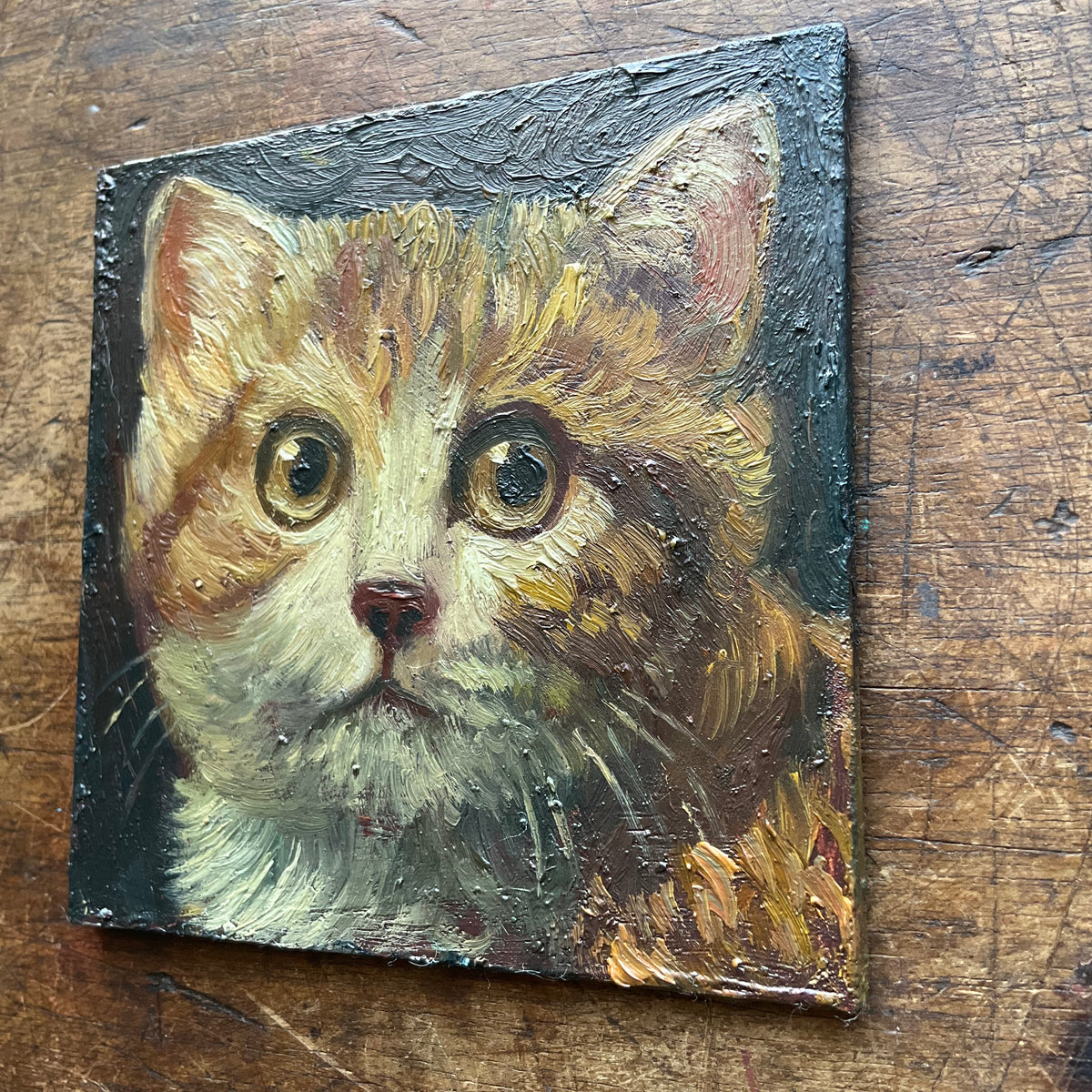 Orange and White Kitten