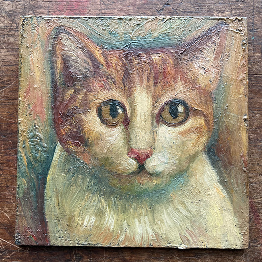 White and Orange Cat