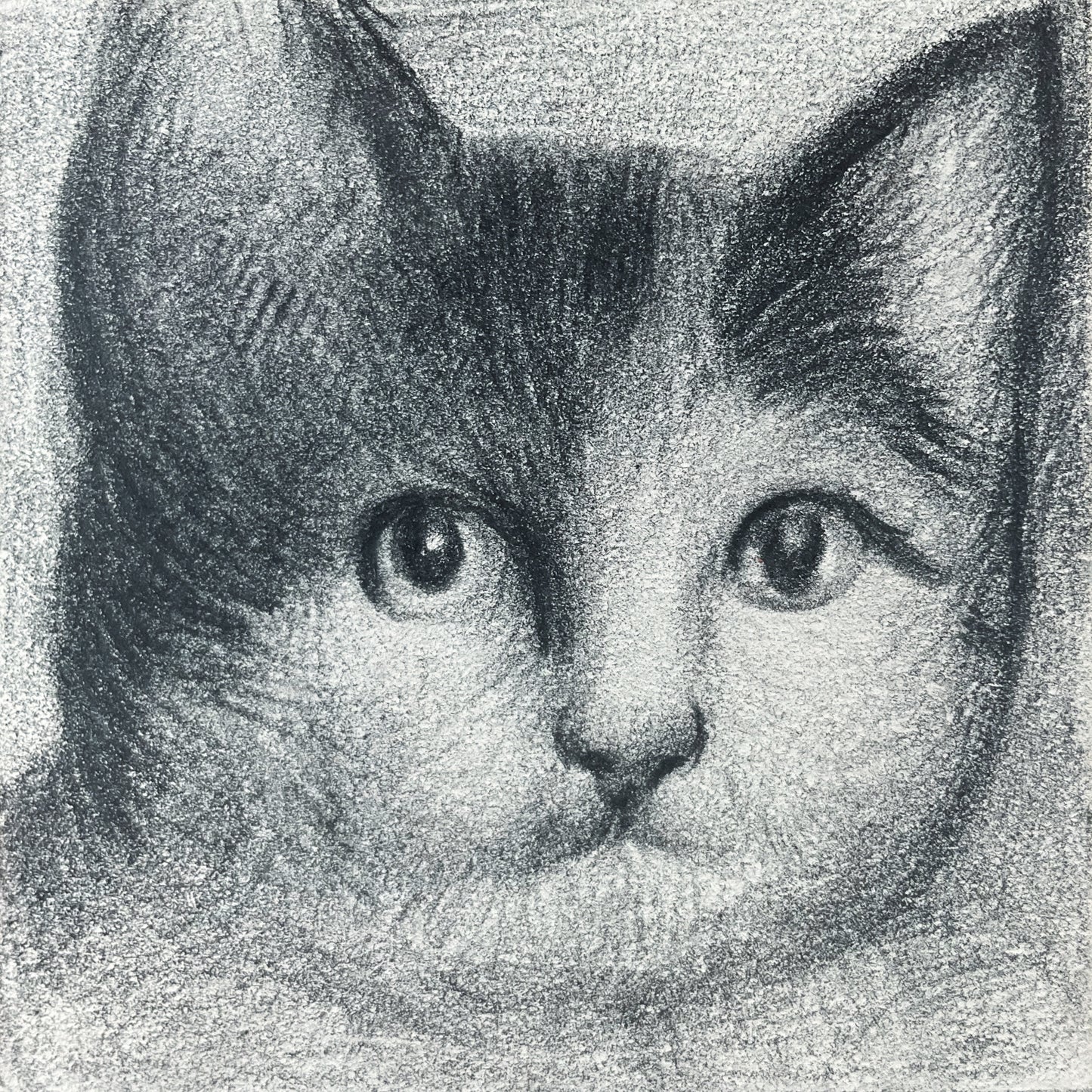Mini Cat 011