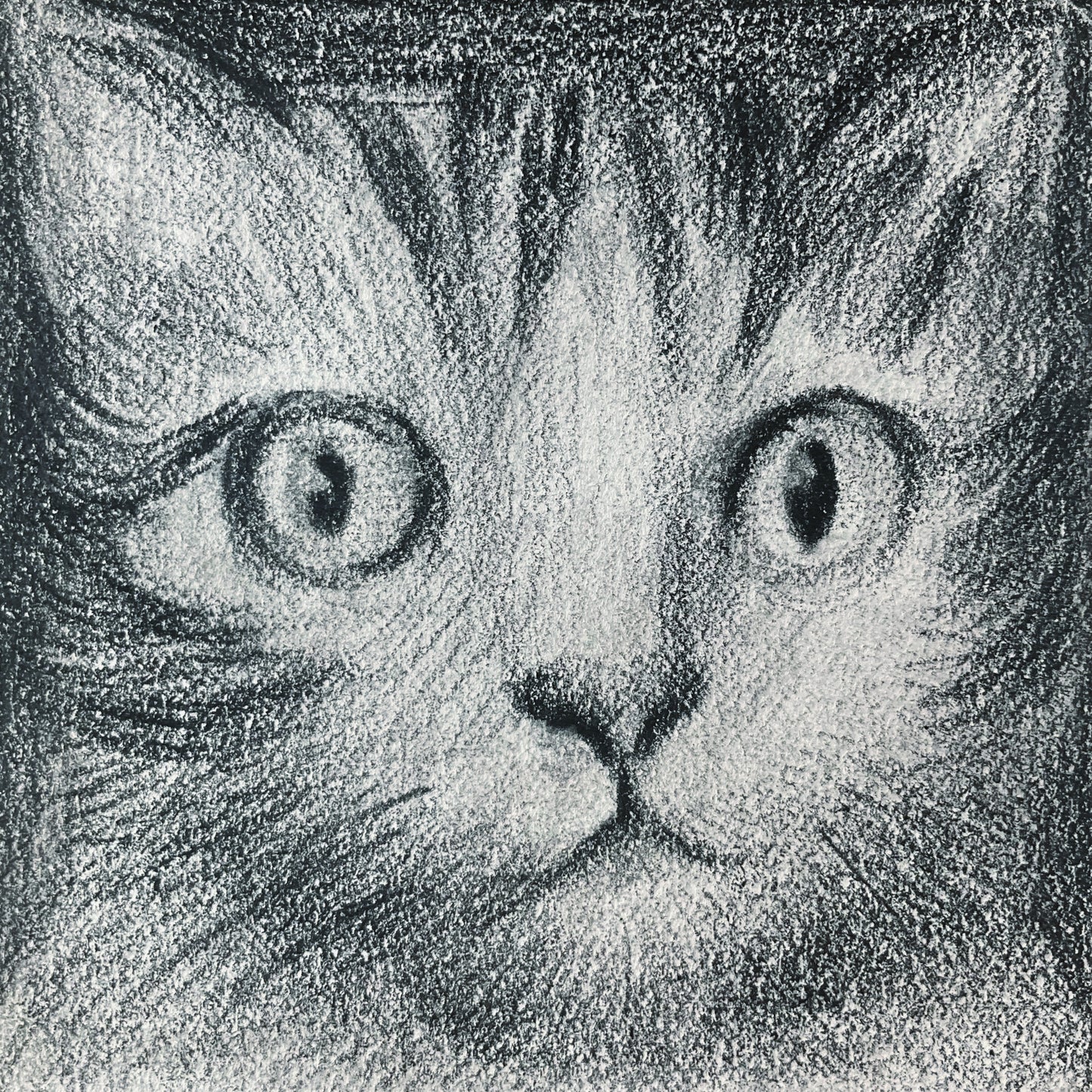 Mini Cat 003