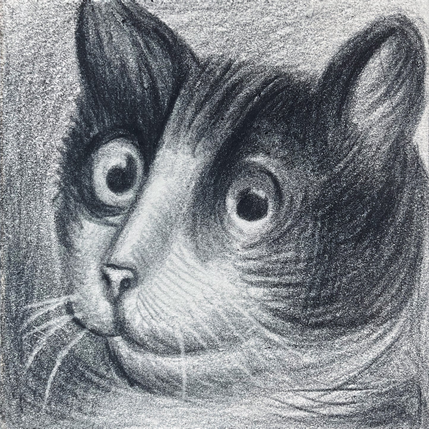 Mini Cat 010